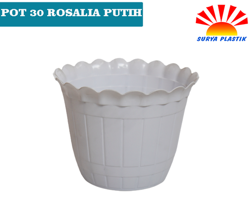 [1776] POT 30 ROSALIA PUTIH@8DZ